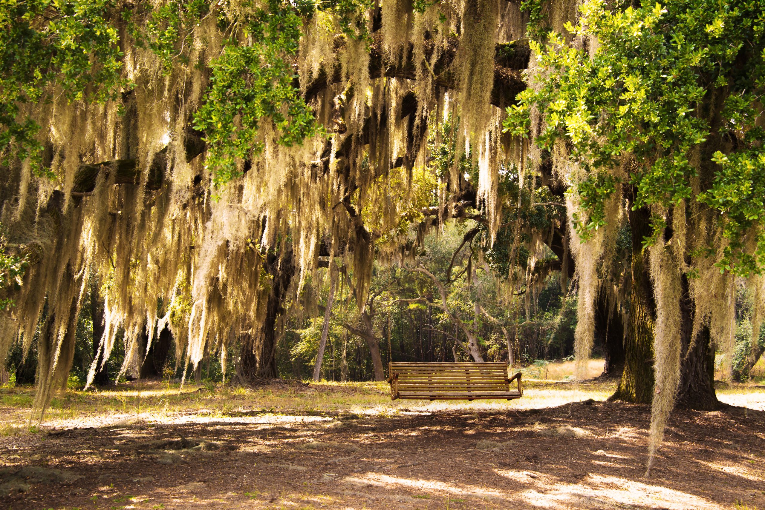 magnolia plantation visit